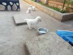 0-1 month Male Purebred Maltese