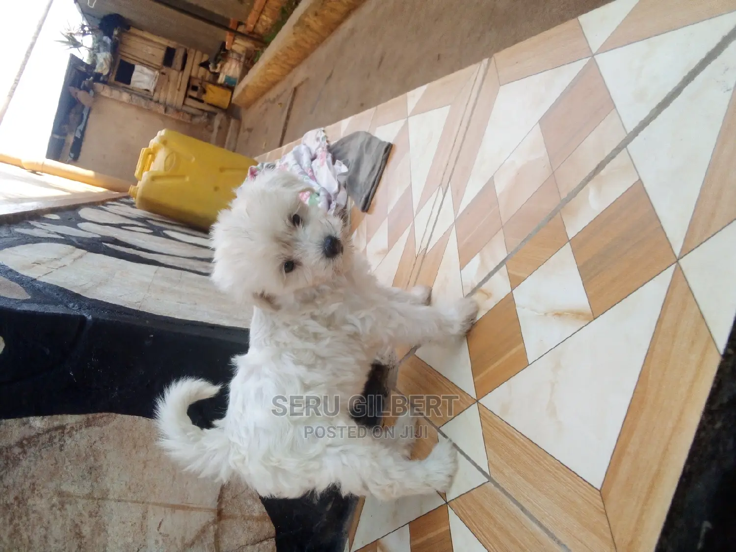 0-1 month Male Purebred Maltese