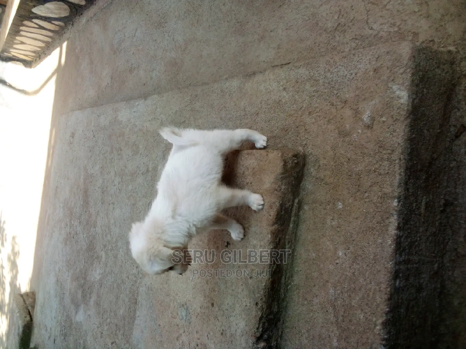 0-1 month Male Purebred Maltese