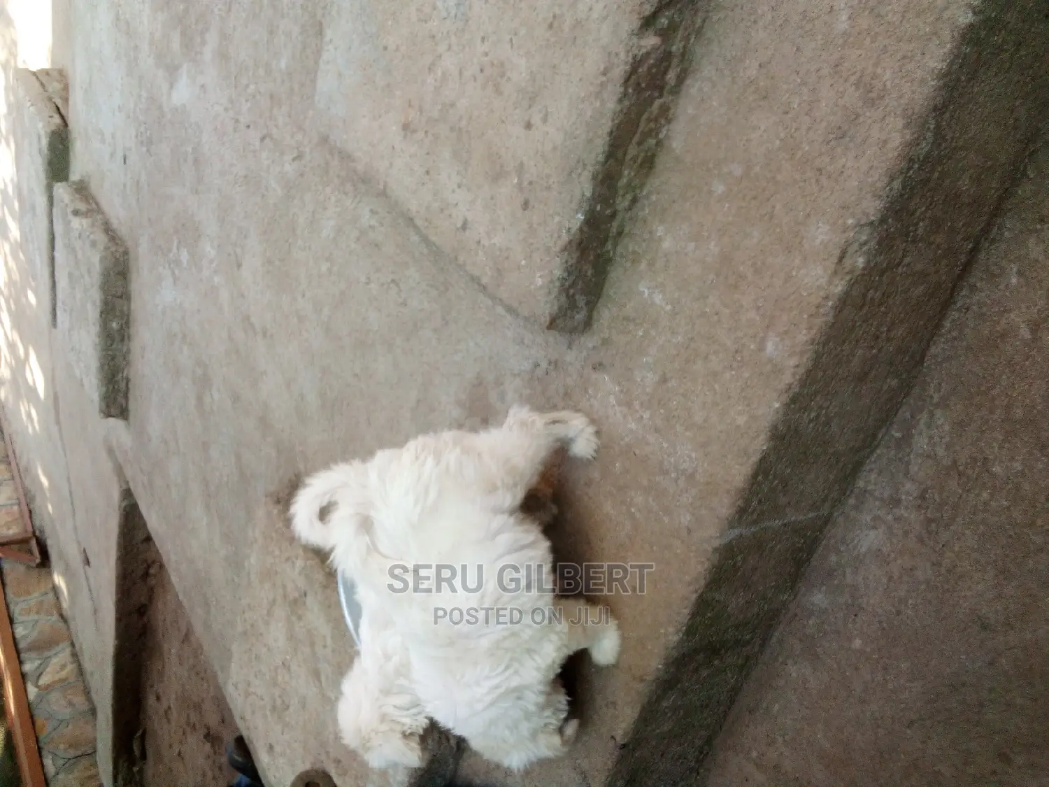 0-1 month Male Purebred Maltese