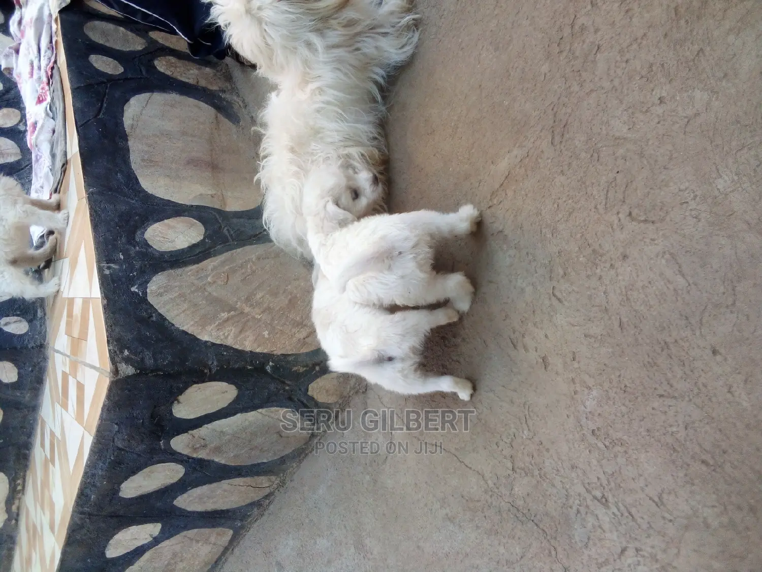 0-1 month Male Purebred Maltese