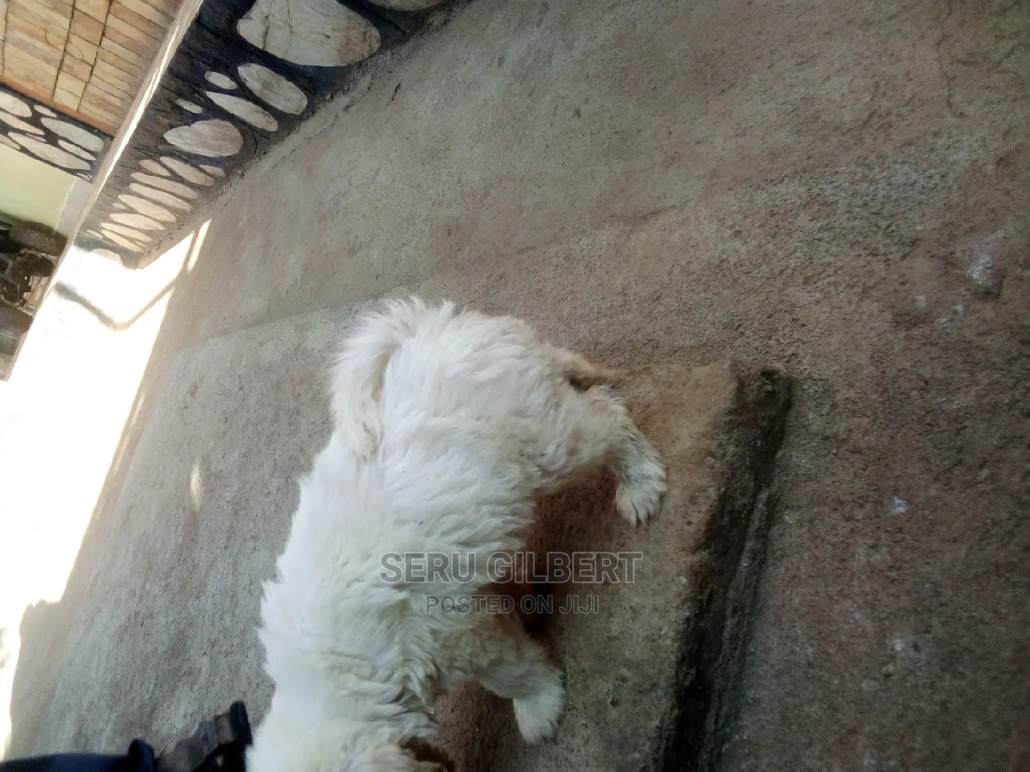 0-1 month Male Purebred Maltese