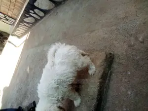 0-1 month Male Purebred Maltese