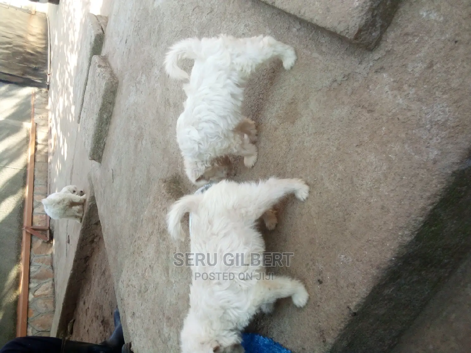 0-1 month Male Purebred Maltese