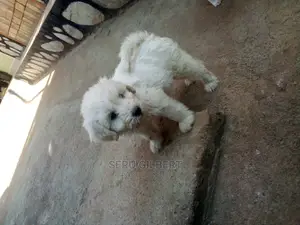Photo - 0-1 month Male Purebred Maltese