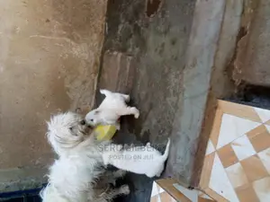 Photo - 0-1 month Male Purebred Maltese