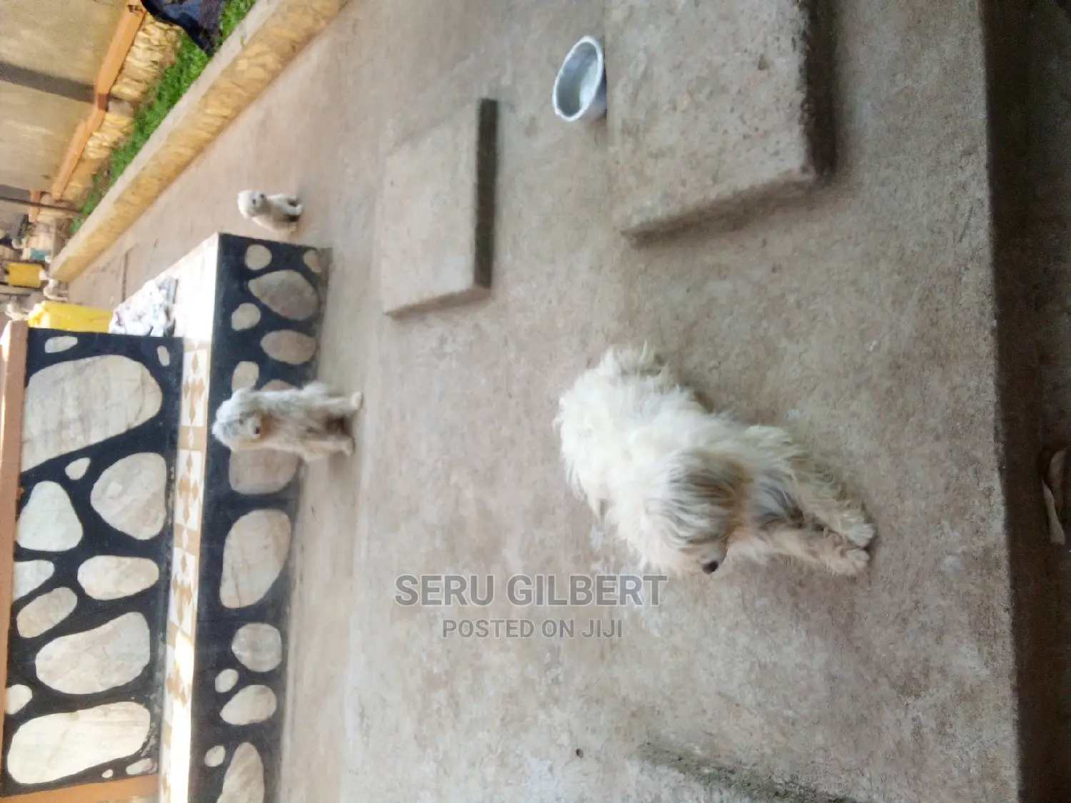 0-1 month Male Purebred Maltese