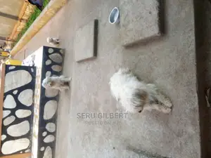 0-1 month Male Purebred Maltese