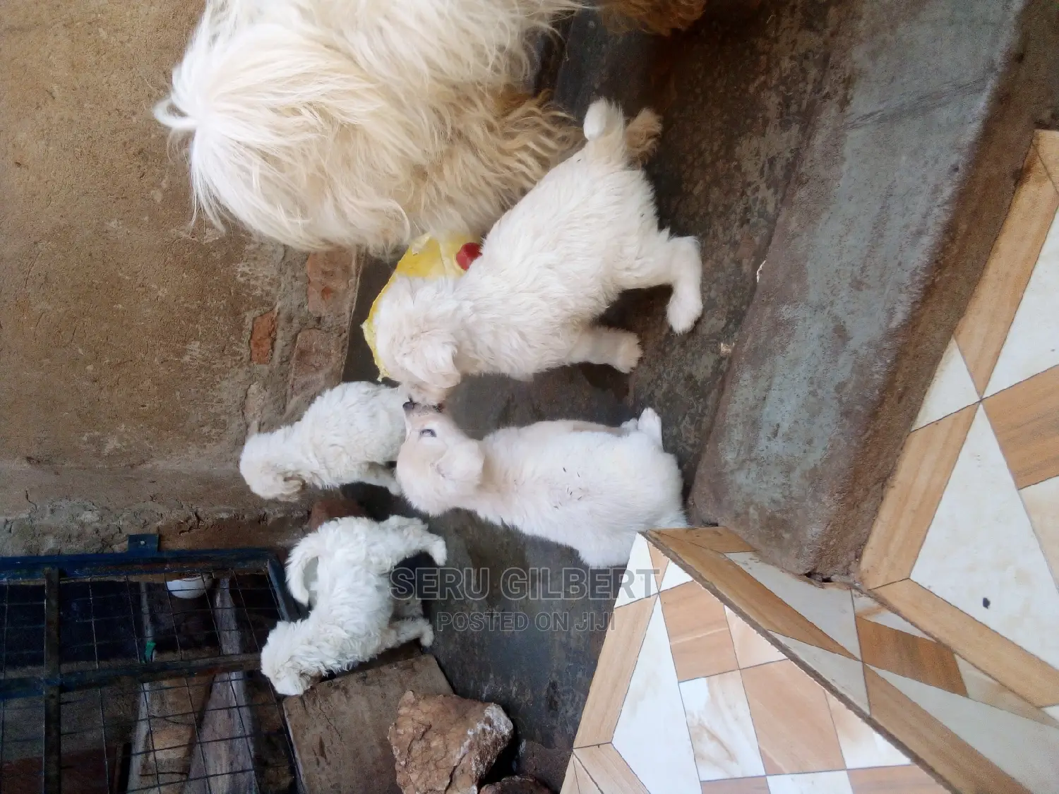 1-3 months Male Purebred Maltese