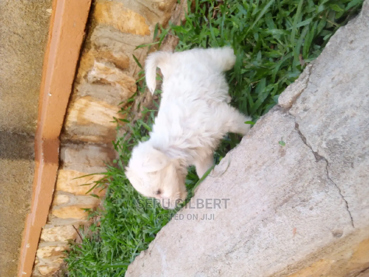 0-1 month Male Purebred Maltese