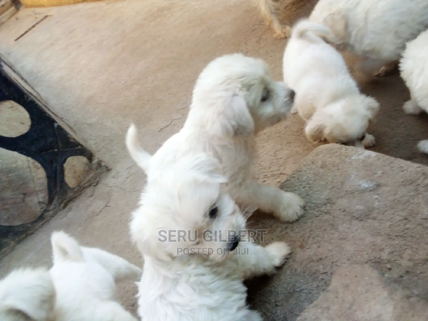 0-1 month Male Purebred Maltese