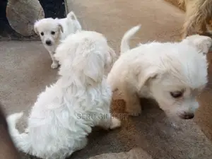 1-3 months Male Purebred Maltese
