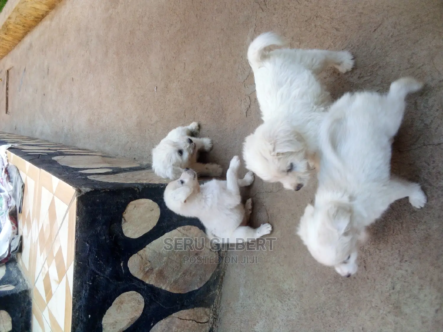 0-1 month Male Purebred Maltese
