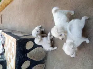 Photo - 0-1 month Male Purebred Maltese