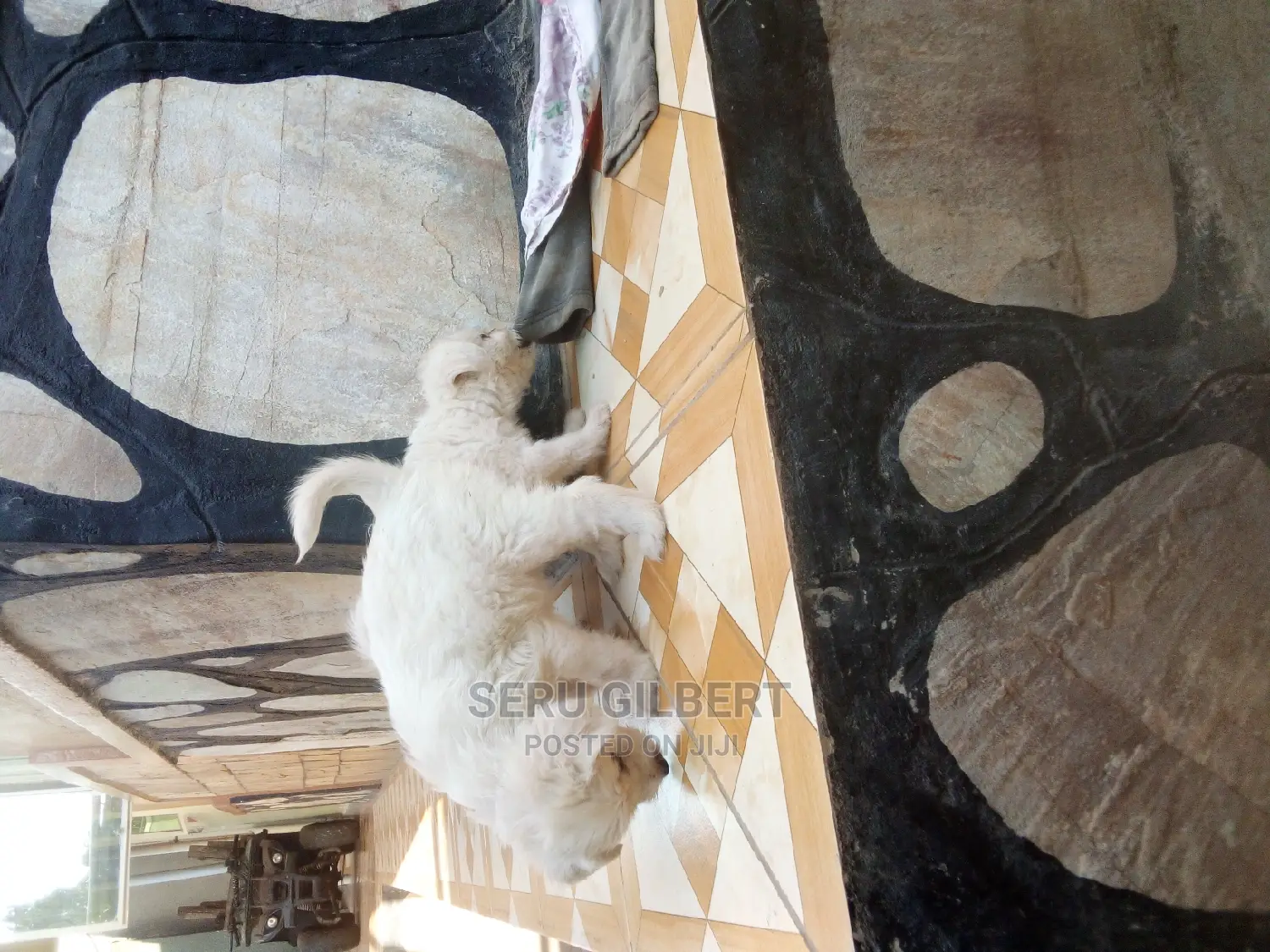0-1 month Male Purebred Maltese