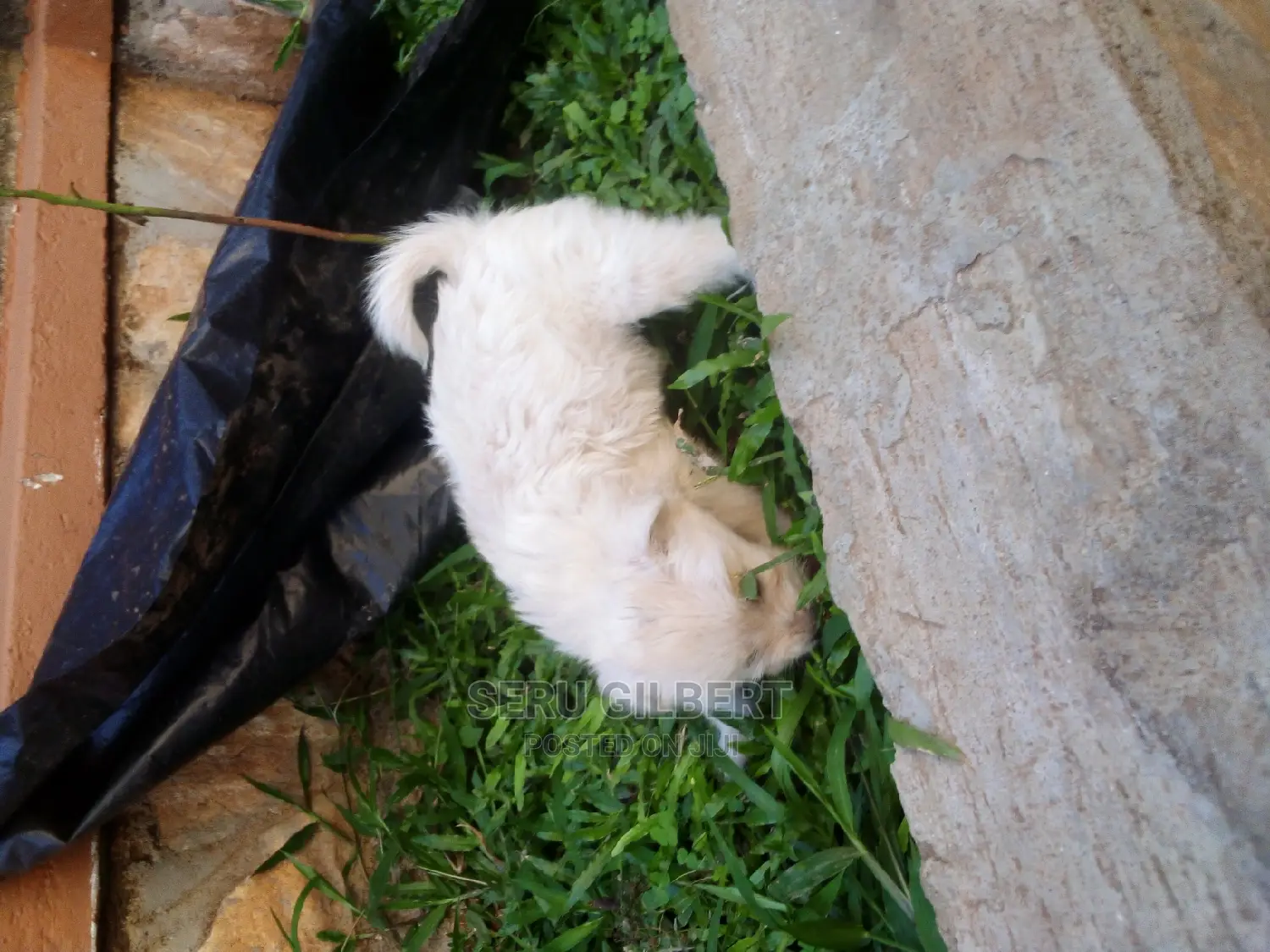 0-1 month Male Purebred Maltese
