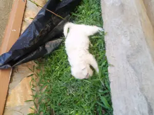 0-1 month Male Purebred Maltese