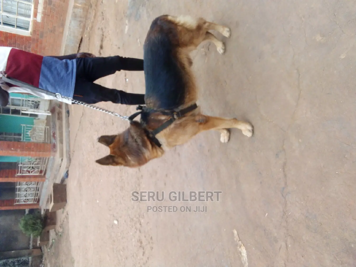 6-12 months Male Purebred German Shepherd