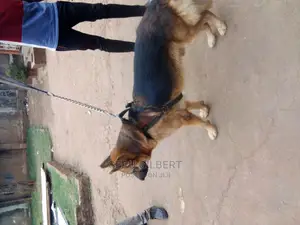 6-12 months Male Purebred German Shepherd