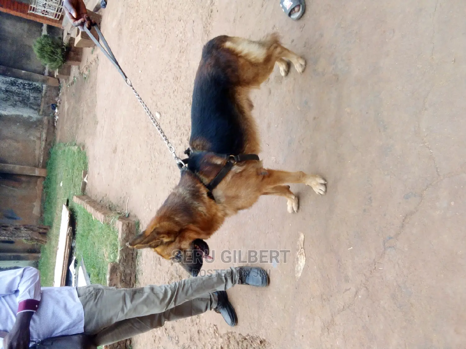 6-12 months Male Purebred German Shepherd