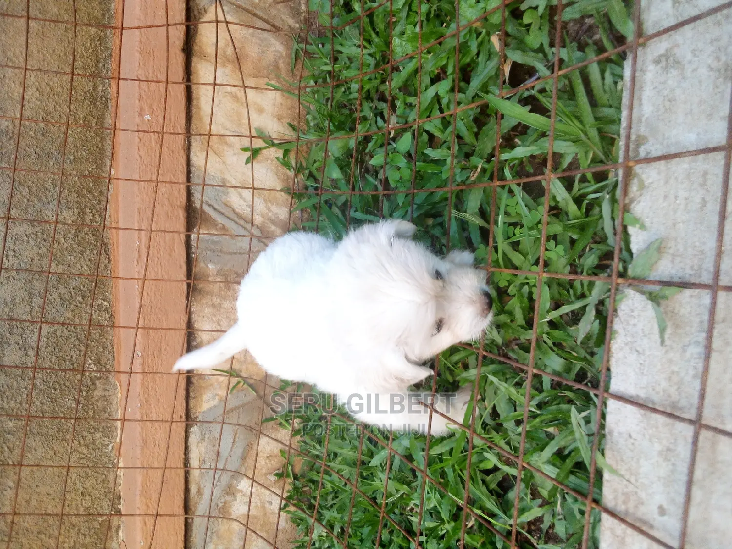 0-1 month Male Purebred Maltese