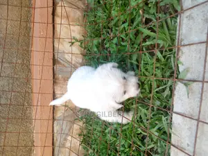 0-1 month Male Purebred Maltese