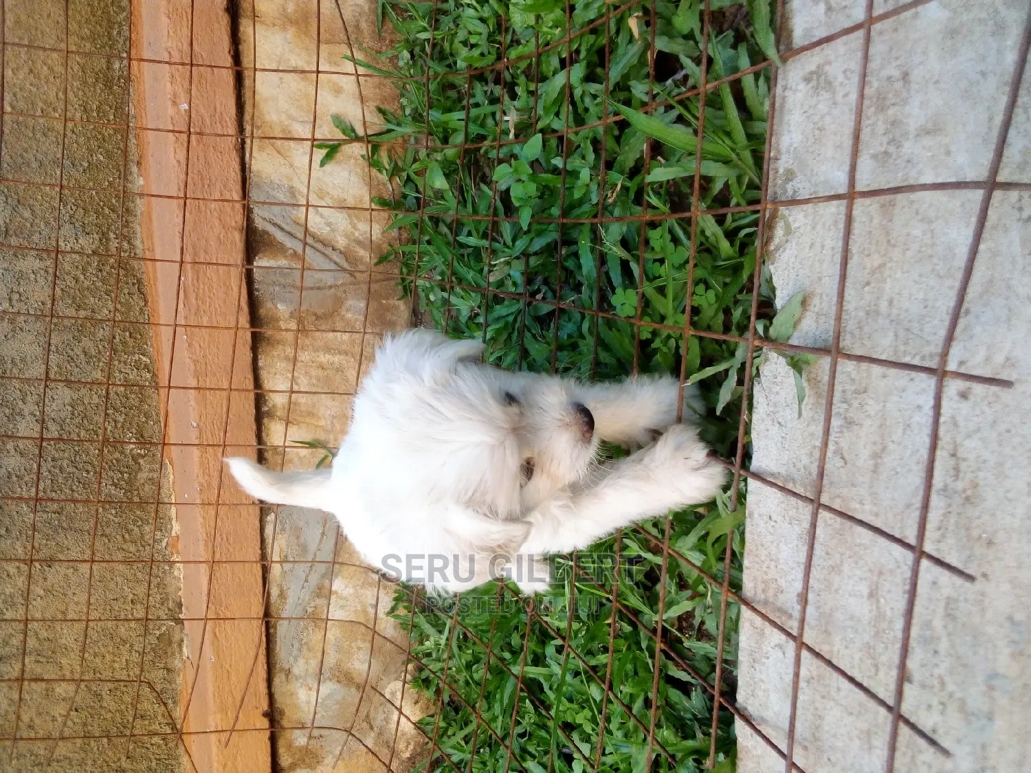 0-1 month Male Purebred Maltese