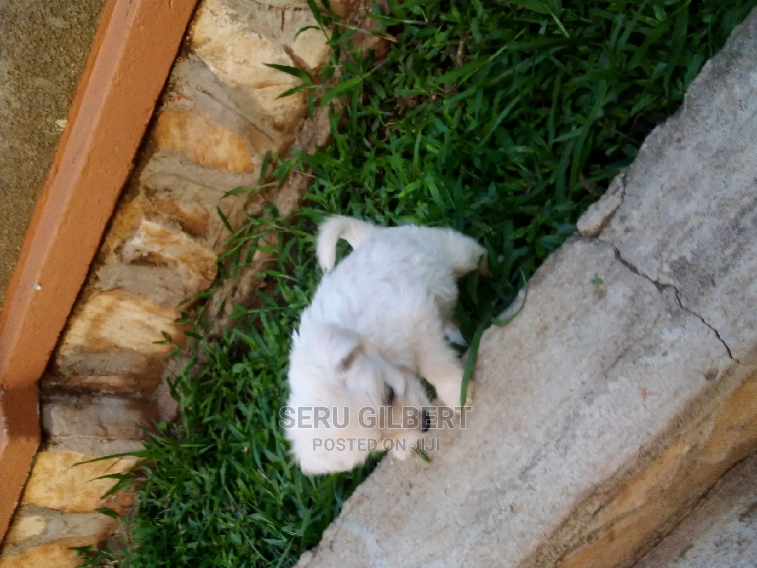 0-1 month Male Purebred Maltese