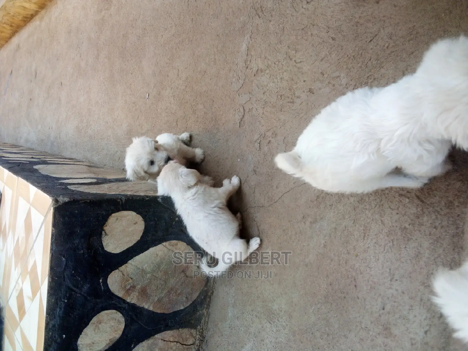 0-1 month Male Purebred Maltese
