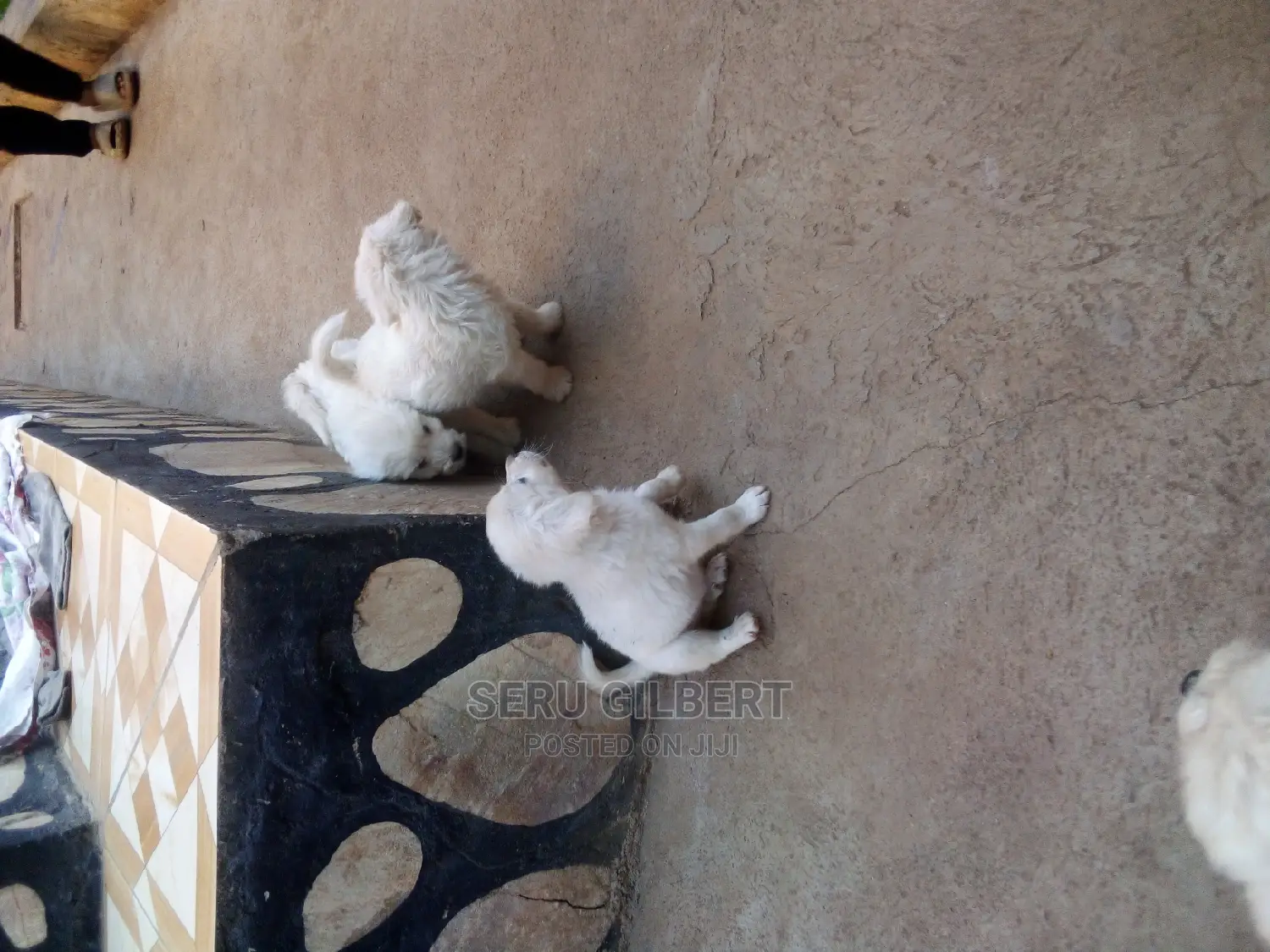 0-1 month Male Purebred Maltese