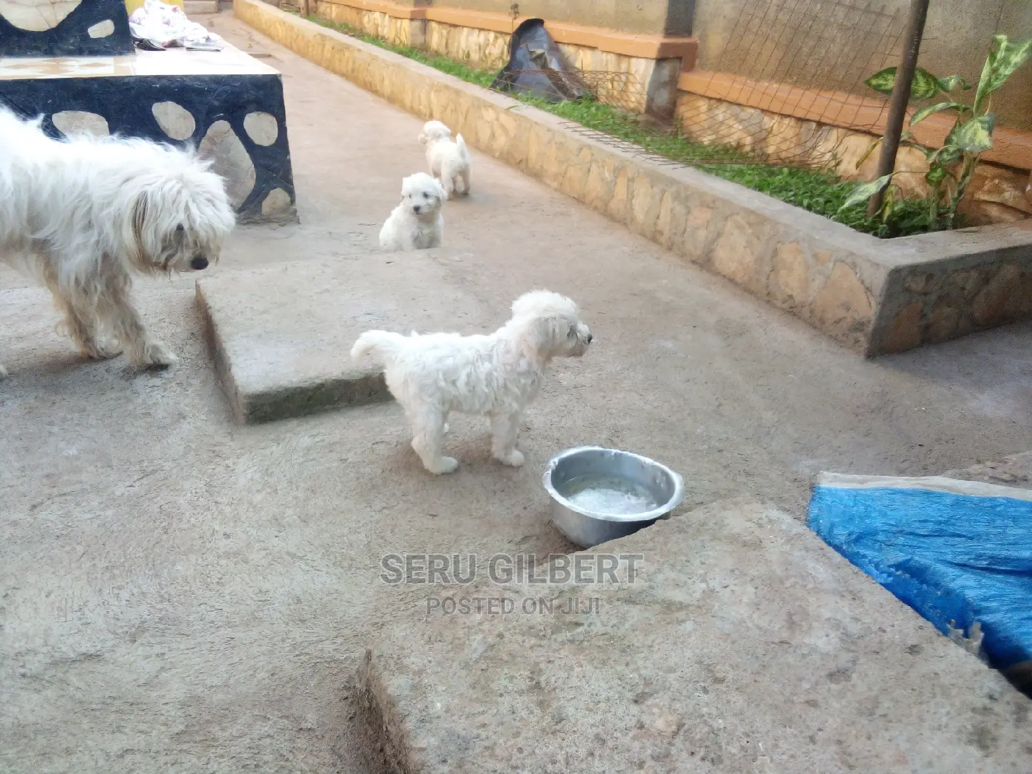 0-1 month Male Purebred Maltese