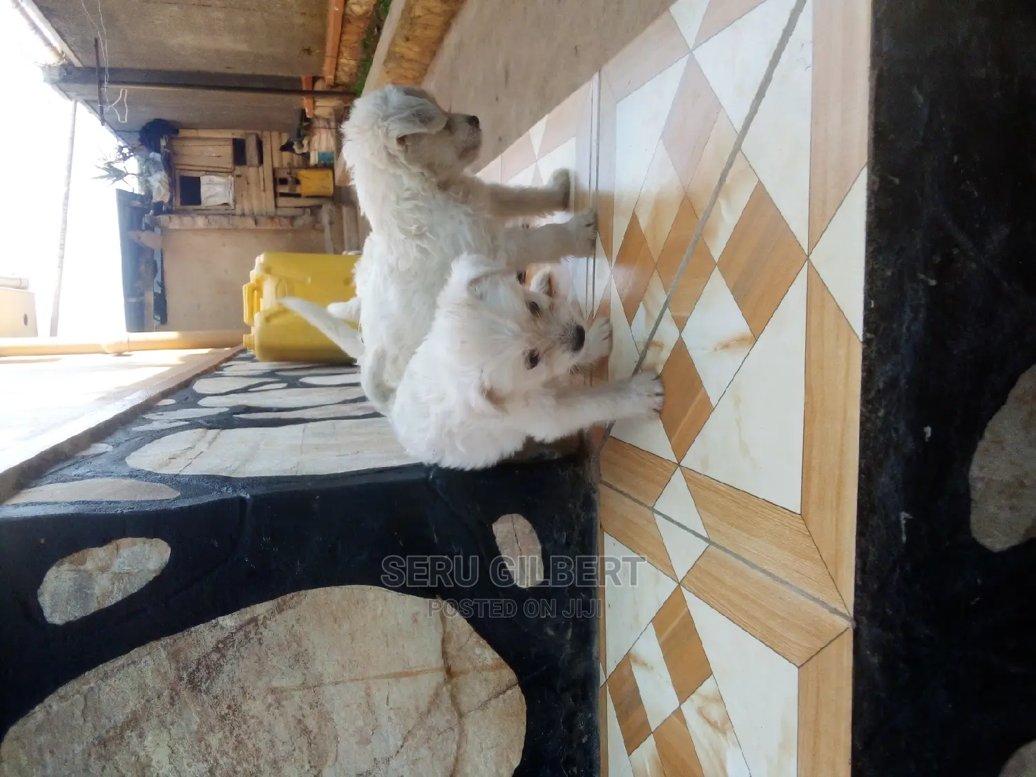 0-1 month Male Purebred Maltese