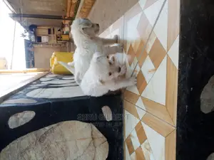 Photo - 0-1 month Male Purebred Maltese