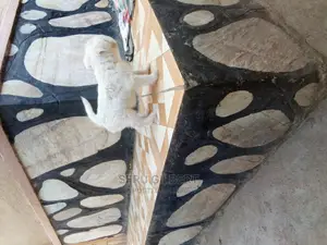 Photo - 0-1 month Male Purebred Maltese