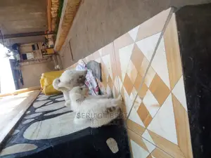 0-1 month Male Purebred Maltese