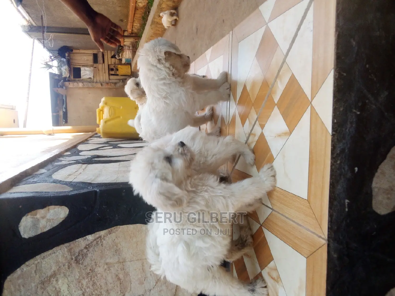 0-1 month Male Purebred Maltese