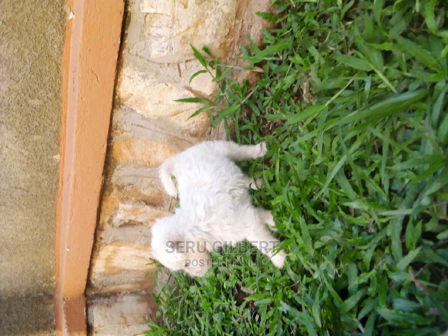 0-1 month Male Purebred Maltese