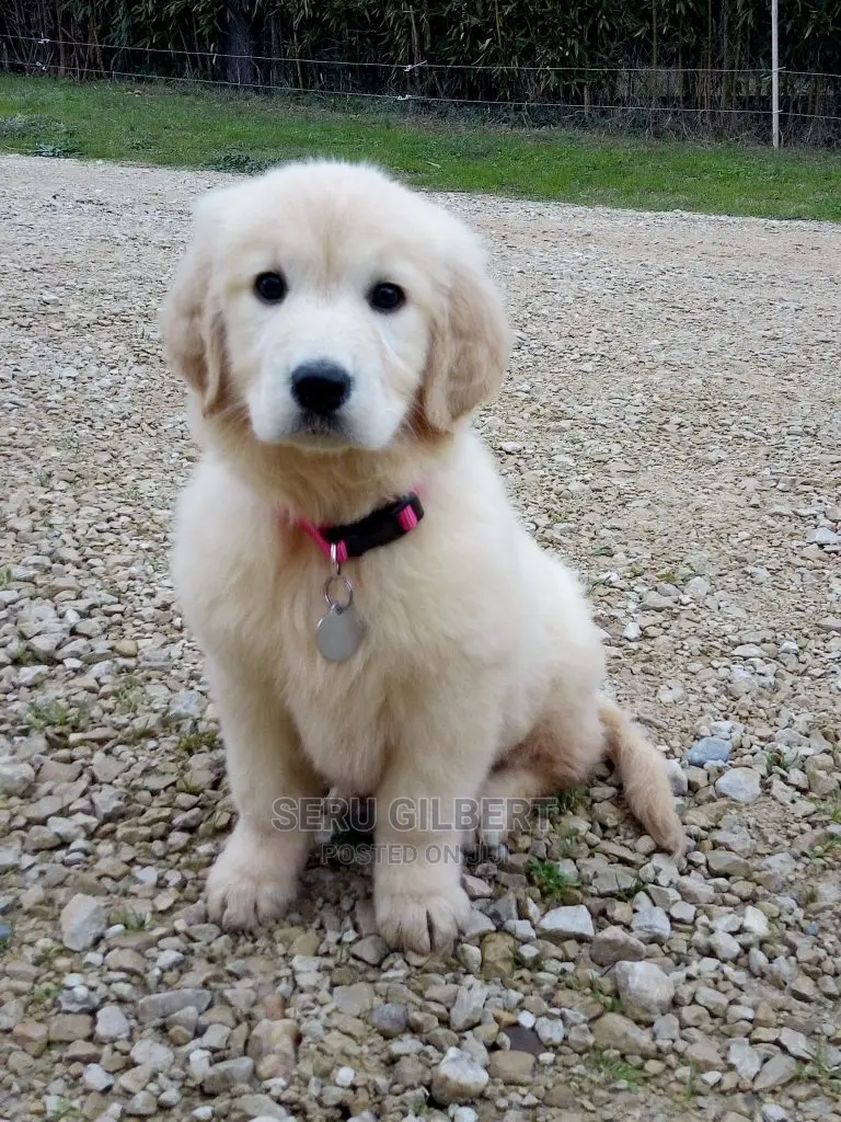 0-1 month Male Purebred Golden Retriever