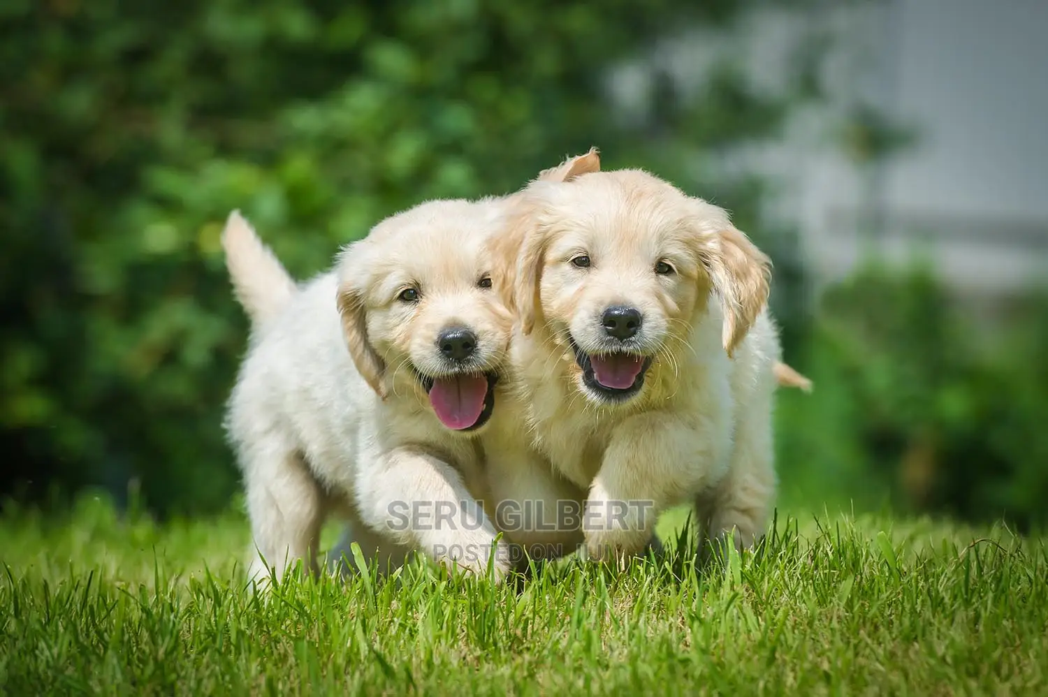 0-1 month Male Purebred Golden Retriever