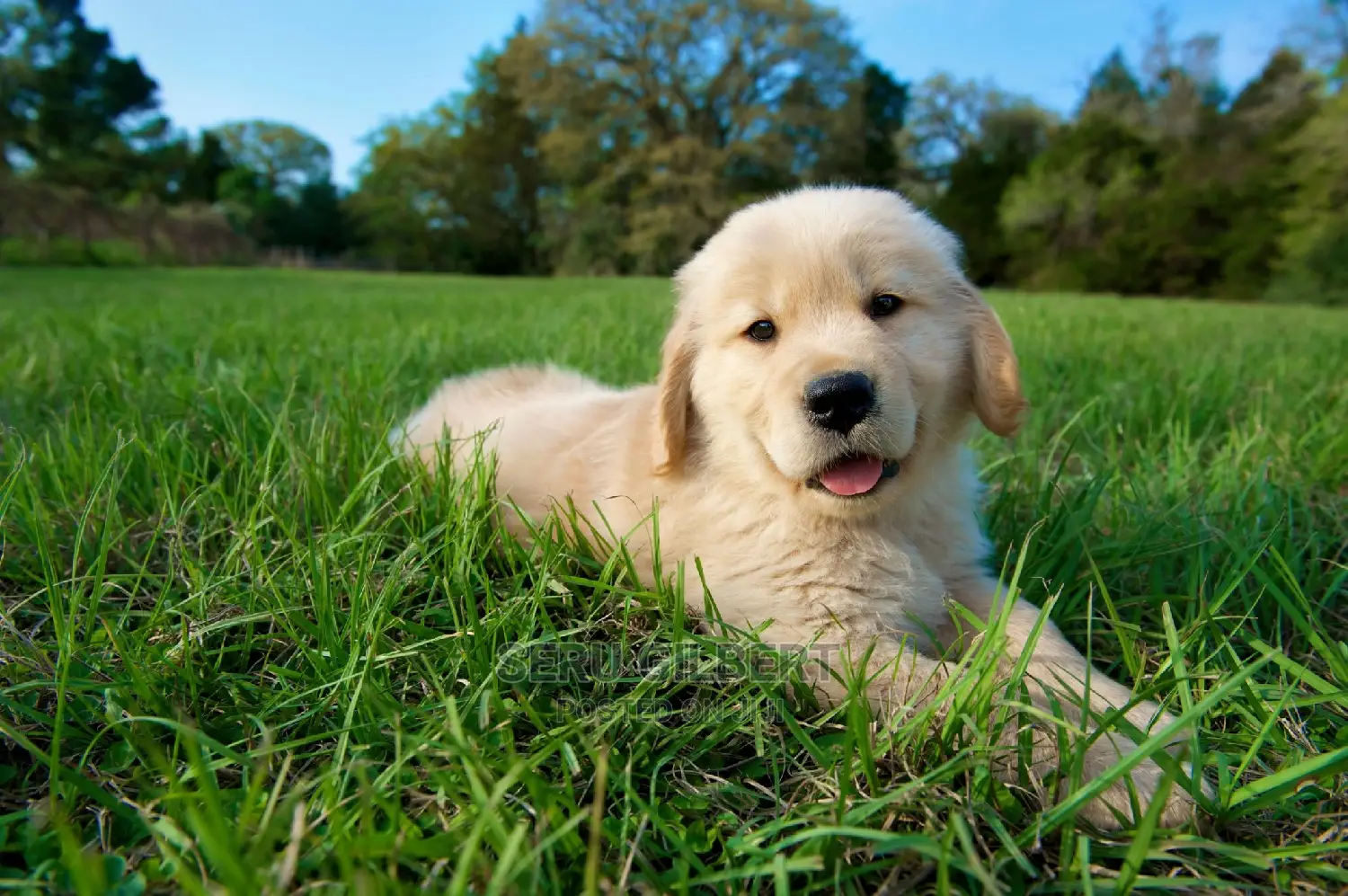 0-1 month Male Purebred Golden Retriever