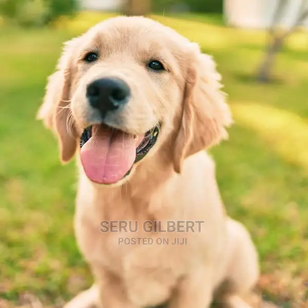 3-6 months Male Purebred Golden Retriever