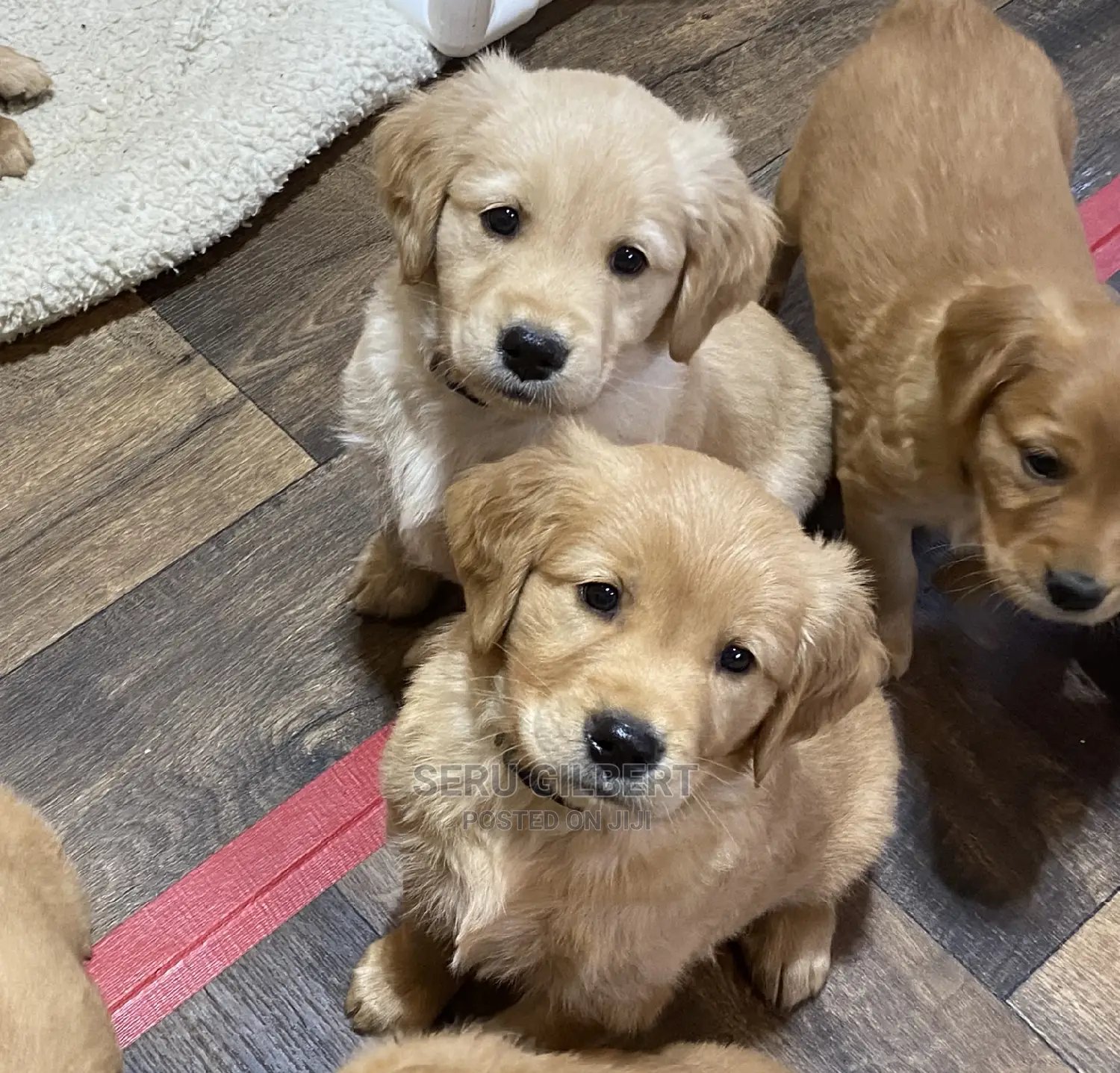 3-6 months Male Purebred Golden Retriever