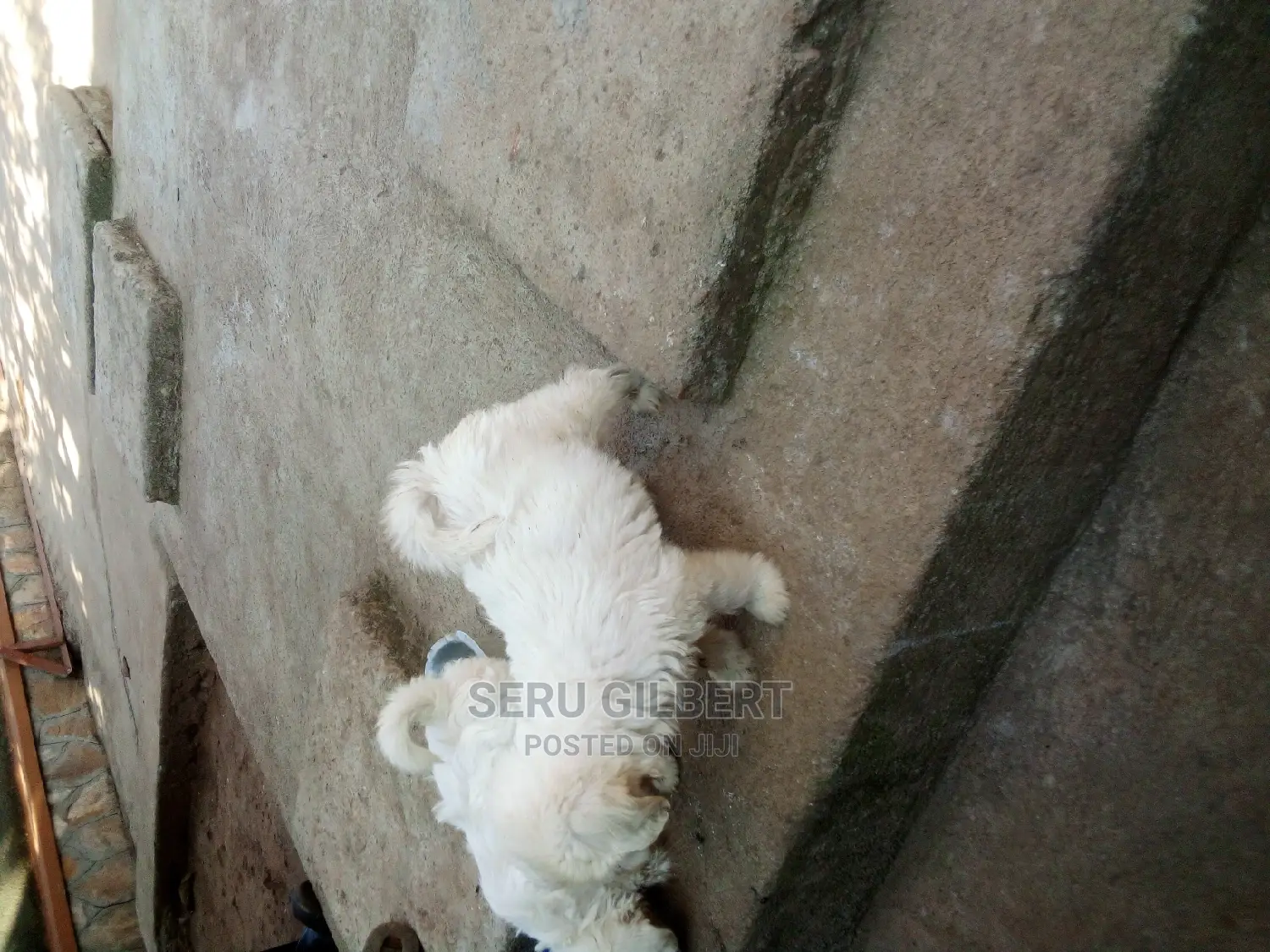 1-3 months Male Purebred Maltese