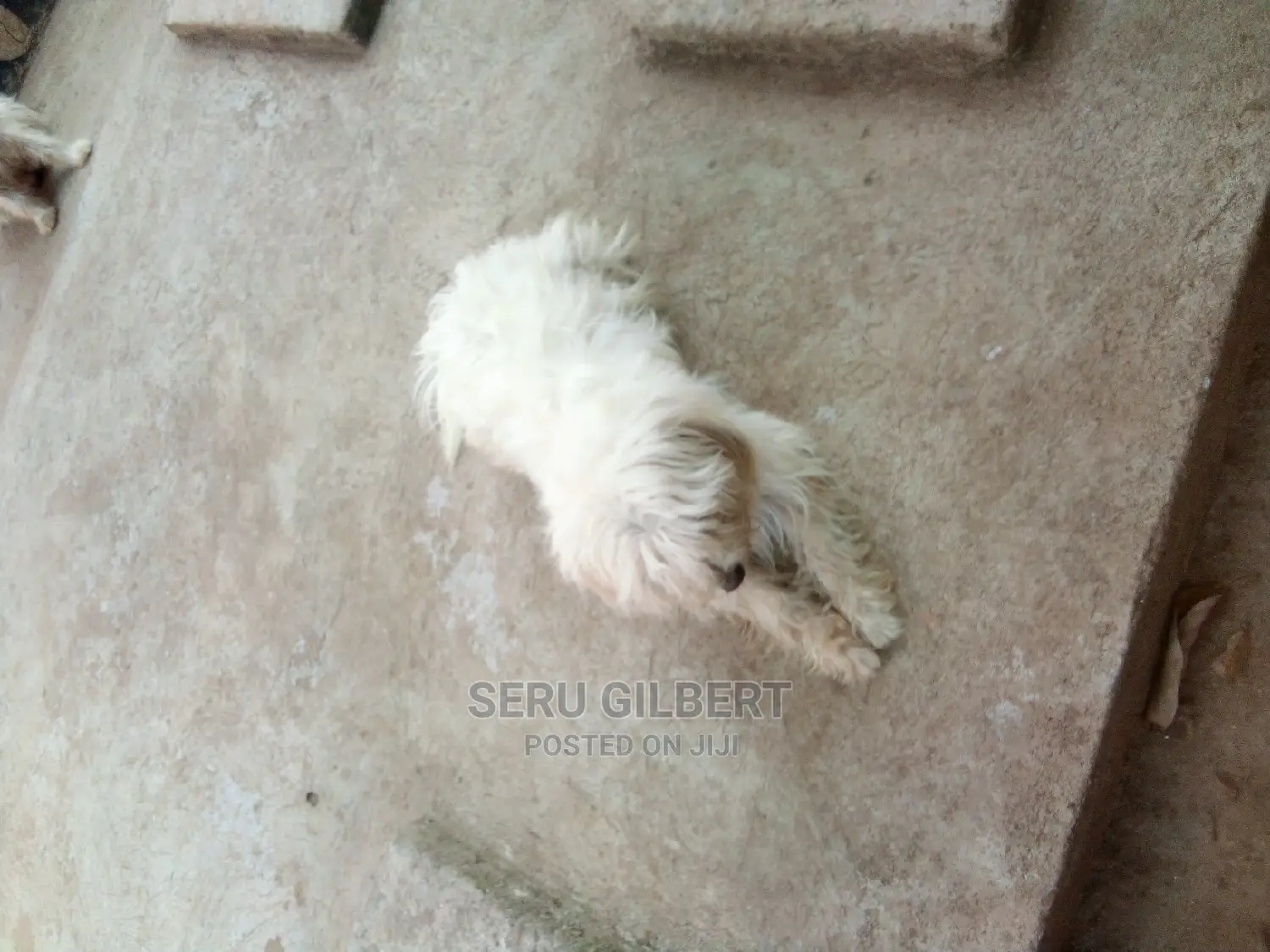 0-1 month Male Purebred Maltese