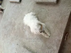 Photo - 0-1 month Male Purebred Maltese