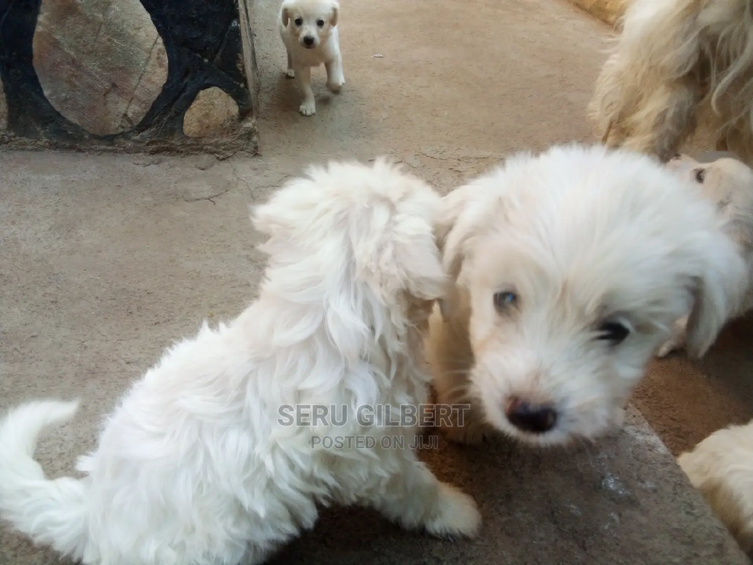 0-1 month Male Purebred Maltese