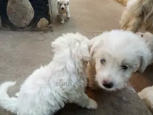 0-1 month Male Purebred Maltese