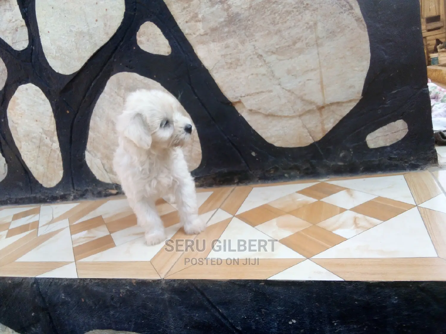 0-1 month Male Purebred Maltese