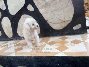 Photo - 0-1 month Male Purebred Maltese