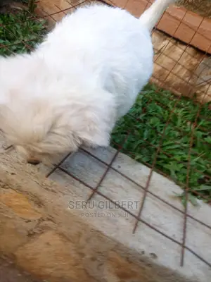 Photo - 0-1 month Male Purebred Maltese